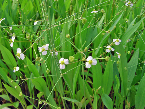 schmalblättriger Froschlöffel - Alisma lanceolatum